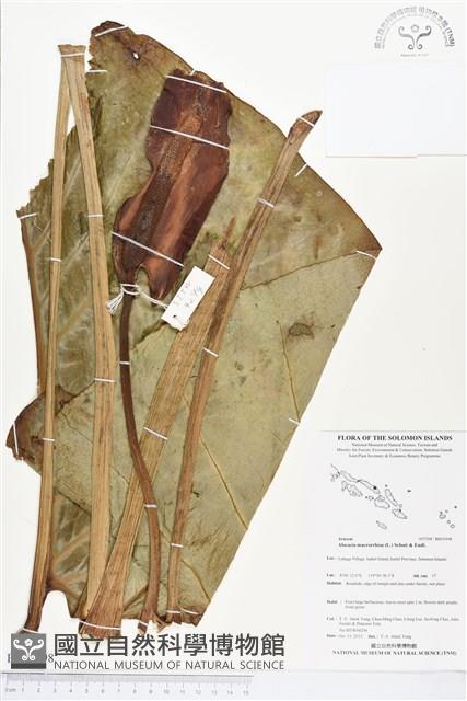 蘭嶼姑婆芋藏品圖，第1張