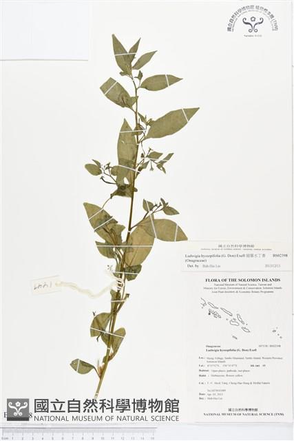 細葉水丁香藏品圖，第1張