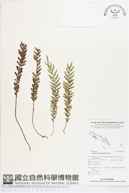 登錄號:BP00398藏品圖，第1張