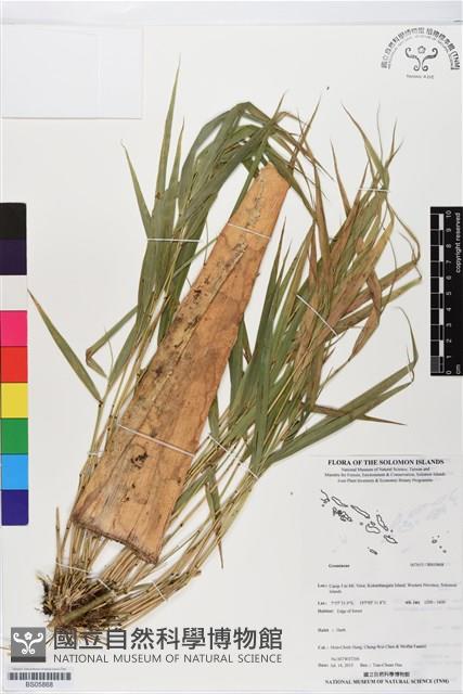 登錄號:BS05868藏品圖，第1張