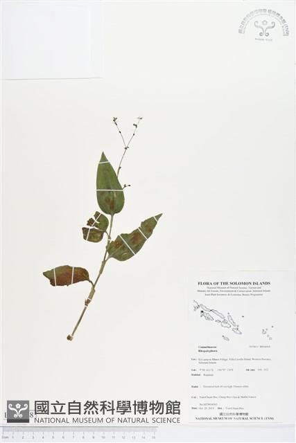 登錄號:BS04068藏品圖，第1張