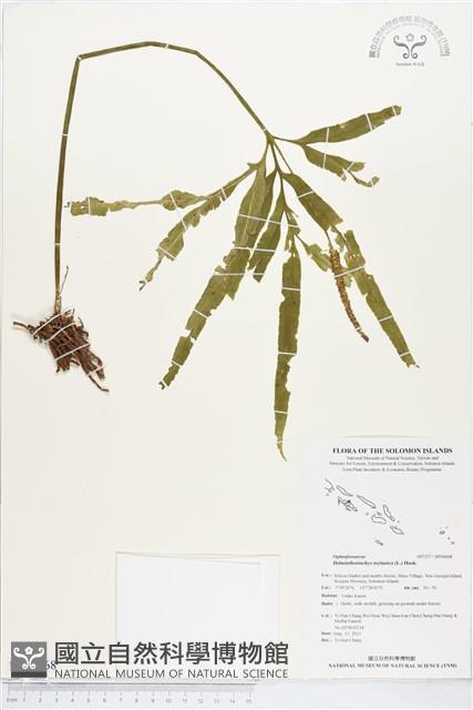 錫蘭七指蕨藏品圖，第1張