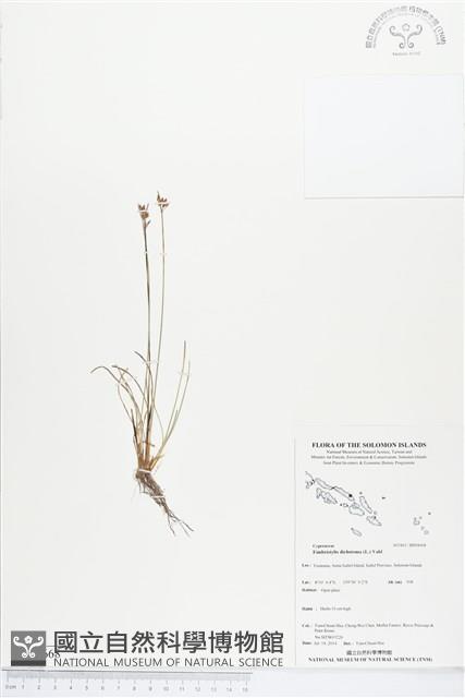 竹子飄拂草藏品圖，第1張