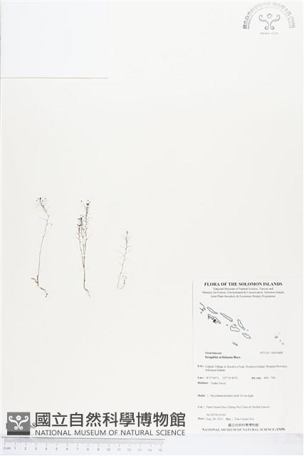 Accession Number:BS03668 Collection Image