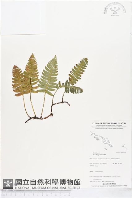 馬來陰石蕨藏品圖，第1張