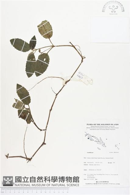 登錄號:BS04168藏品圖，第1張