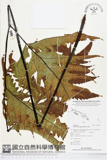 登錄號:BP00468藏品圖，第1張
