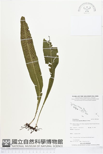 登錄號:BP01468藏品圖，第1張