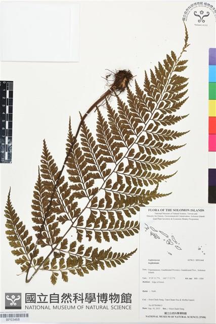 登錄號:BP03468藏品圖，第1張