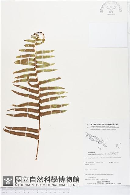 毛葉腎蕨藏品圖，第1張