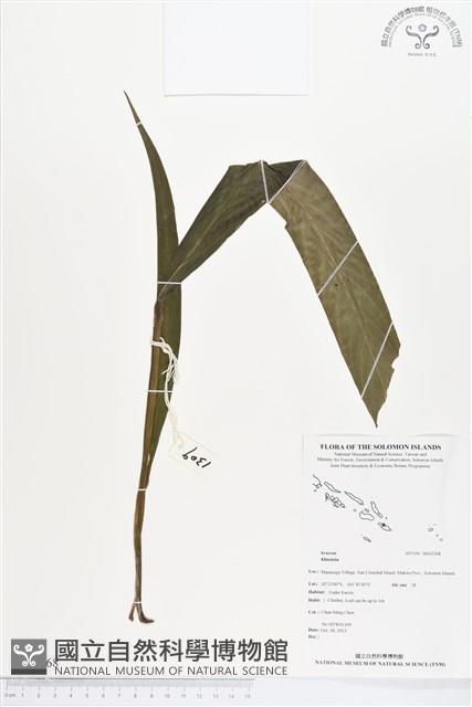 登錄號:BS02268藏品圖，第1張