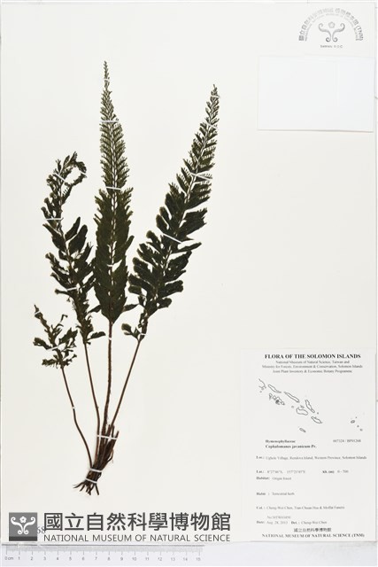 菲律賓厚葉蕨藏品圖，第1張