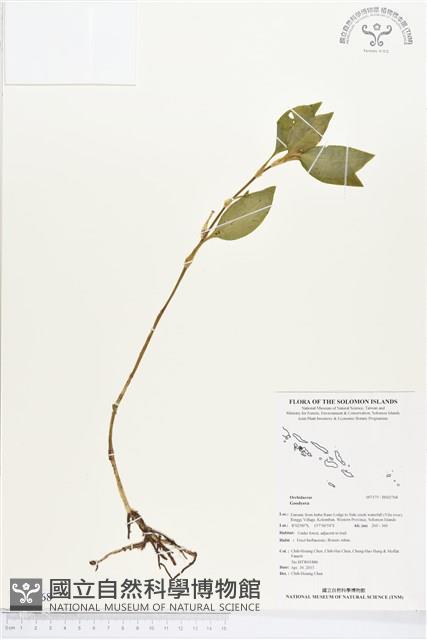 登錄號:BS02768藏品圖，第1張