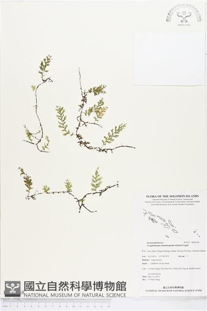 闊邊假脈蕨、變葉假脈蕨藏品圖，第1張