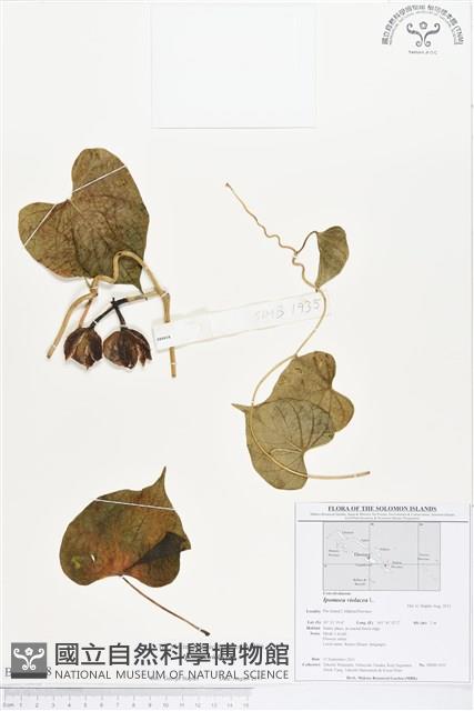 圓萼天茄兒藏品圖，第1張