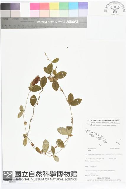 登錄號:BS05568藏品圖，第1張