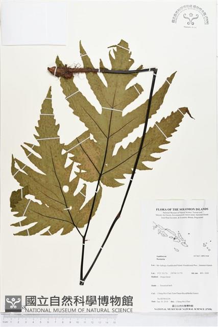 登錄號:BP01968藏品圖，第1張