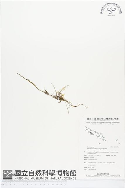 登錄號:BS01968藏品圖，第1張