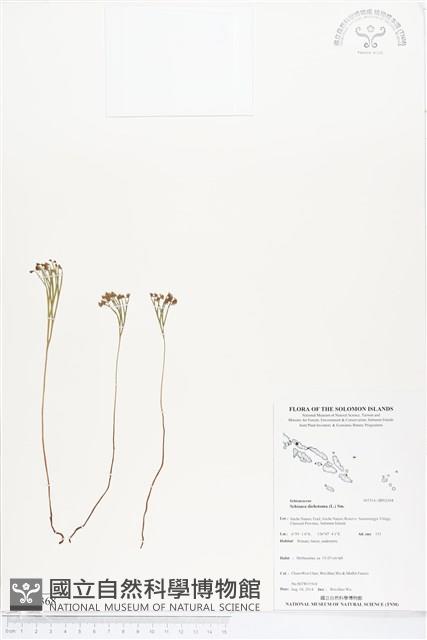 分枝莎草蕨藏品圖，第1張