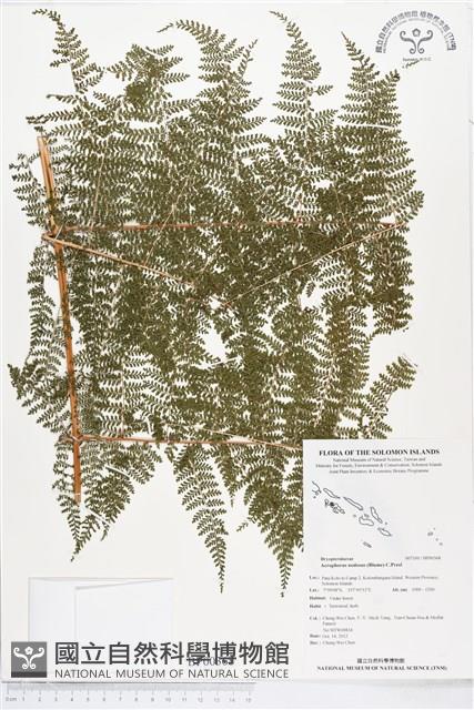 登錄號:BP00368藏品圖，第1張