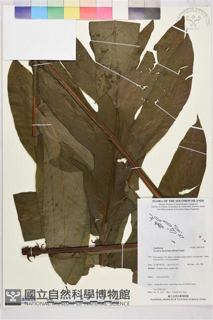 翅柄三叉蕨藏品圖，第1張