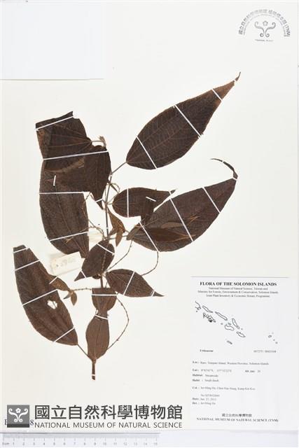 登錄號:BS03368藏品圖，第1張