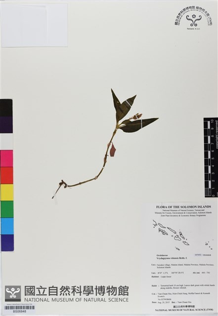 登錄號:BS06848藏品圖，第1張