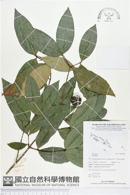 登錄號:BS02848藏品圖，第1張