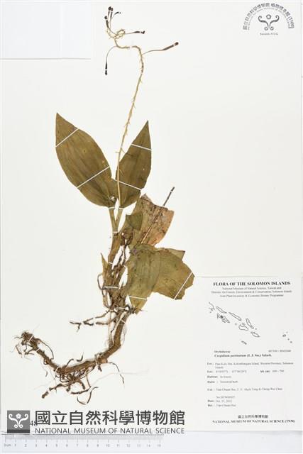 登錄號:BS02048藏品圖，第1張