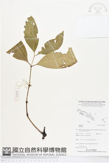 登錄號:BG00048藏品圖，第1張