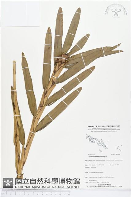 登錄號:BS04048藏品圖，第1張