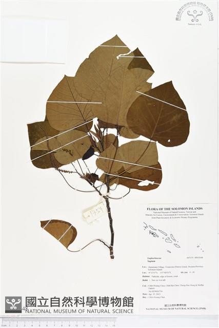 登錄號:BS02648藏品圖，第1張