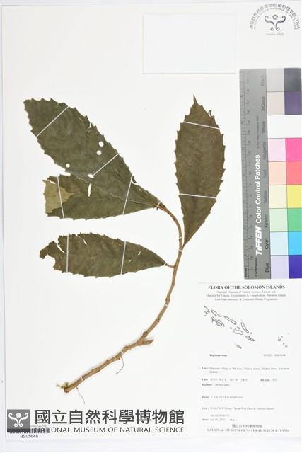登錄號:BS05648藏品圖，第1張