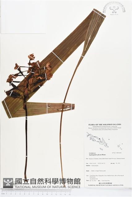 紫苞舌蘭、紫蘭藏品圖，第1張