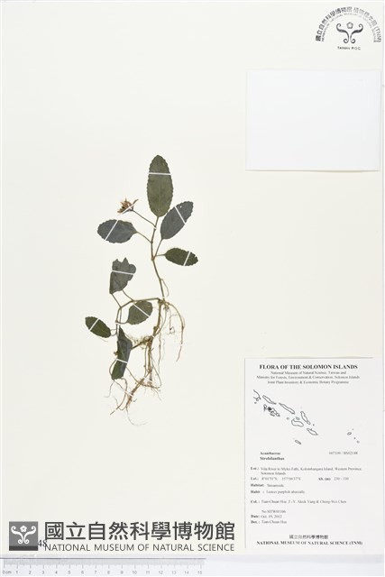 登錄號:BS02148藏品圖，第1張