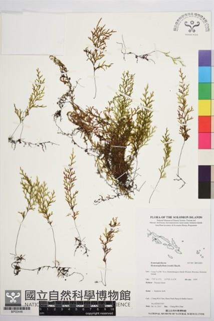 登錄號:BP02448藏品圖，第1張