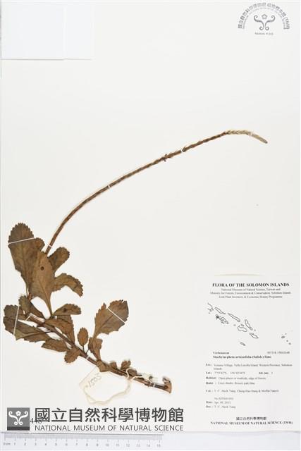 長穗木藏品圖，第1張