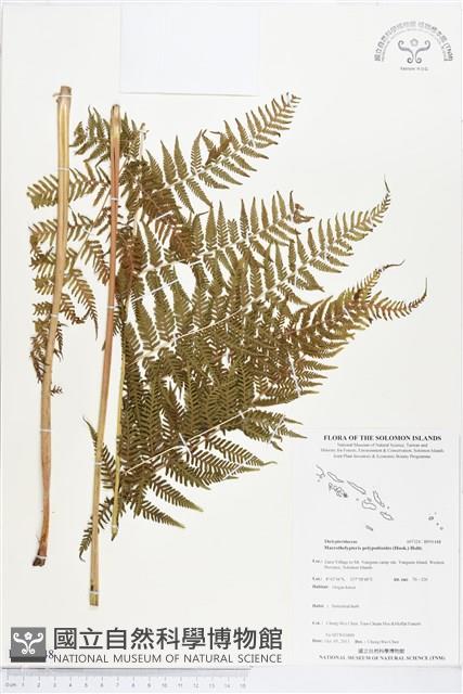 桫欏大金星蕨藏品圖，第1張