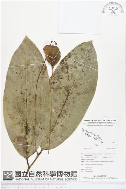 登錄號:BS01448藏品圖，第1張
