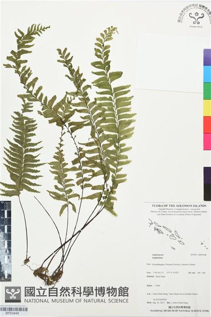 登錄號:BP03448藏品圖，第1張