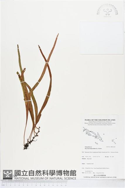 抱樹石葦藏品圖，第1張