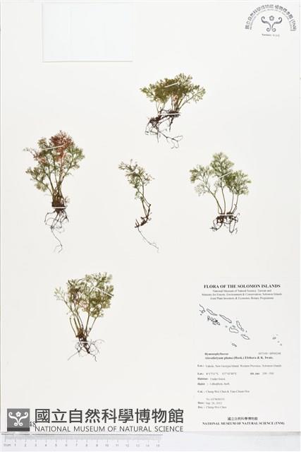 登錄號:BP00248藏品圖，第1張