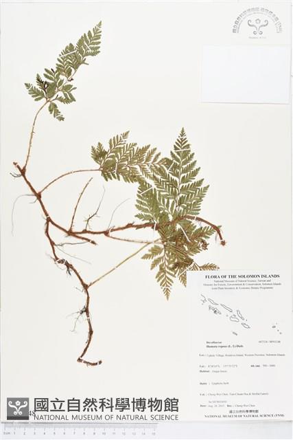 陰石蕨藏品圖，第1張