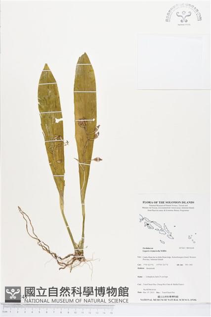 登錄號:BS04248藏品圖，第1張