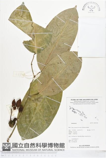 登錄號:BS03248藏品圖，第1張