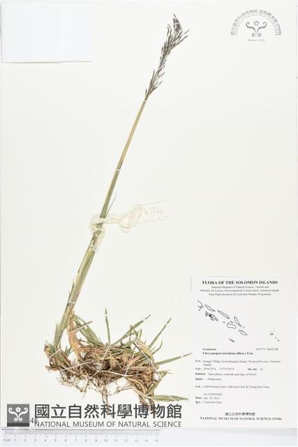 竹節草藏品圖，第1張