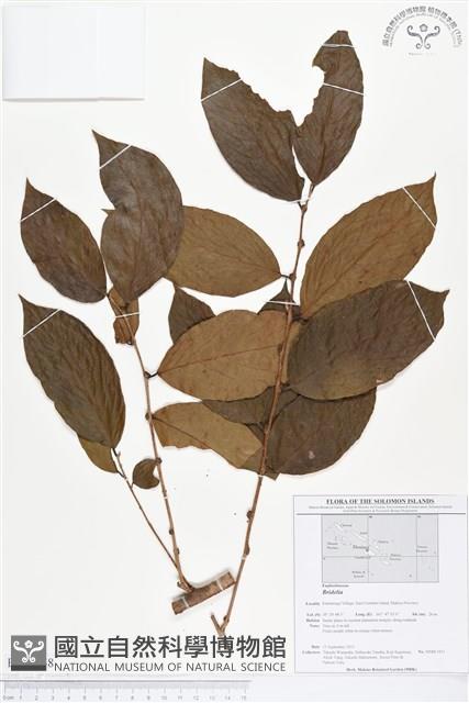 登錄號:BS01748藏品圖，第1張