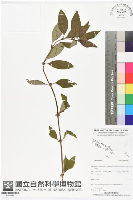 登錄號:BS05948藏品圖，第1張