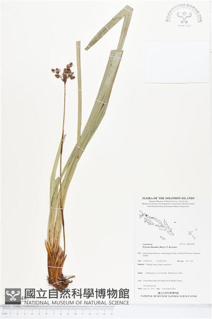 球穗扁莎藏品圖，第1張