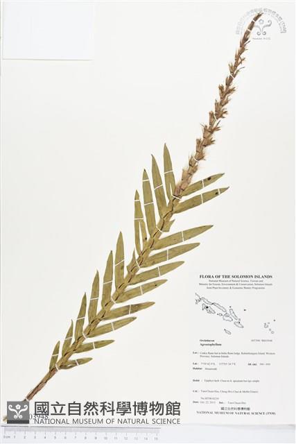 登錄號:BS03948藏品圖，第1張